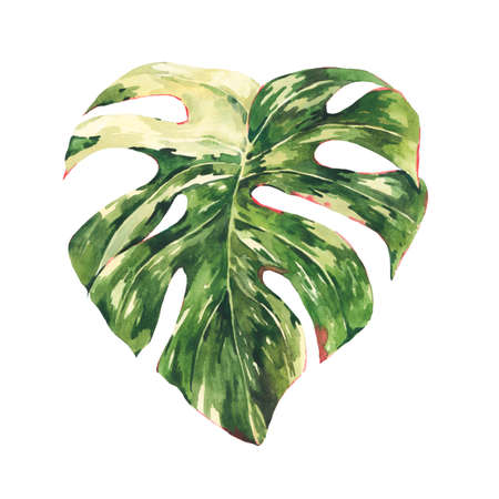 Watercolor Monstera Variegated botanical illustration, tropical summer green leaves greeting card isolated on white background.の写真素材