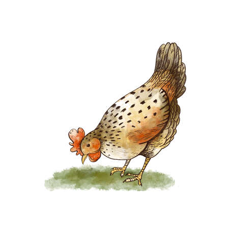 Cute hand drawn chiken greeting card. Vintage rustic animals illustration isolated on white background.の写真素材