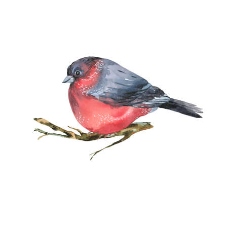 Watercolor bullfinch isolated on white background. Forest birds illustration. Woodland creatures.の写真素材