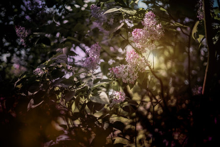 Branch of lilacs. Spring flowers on a sunny day, Muted floral botanical background