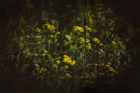 Enchanted forest, magical herbs. Green witch plants, mystical woodland backgroundÐ± Yelloe meadow...