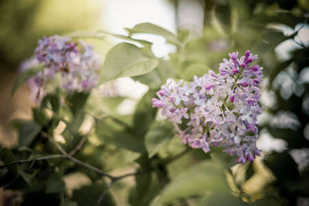 Branch of lilacs. Spring flowers on a sunny day, Muted floral botanical backgroundの写真素材