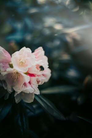 Summer flowers of azalea, rhododendron, natural treasures. Green witch dark background, mystical light textureの写真素材