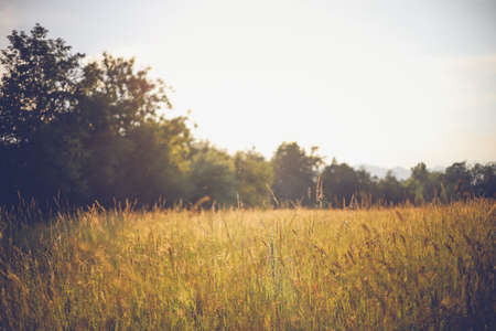 Summer meadow landscape. Green grass, sunshine. Wildflowers valley, blurred backgroundの写真素材