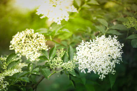 Blooming Elder, white flower blossom bush, wallpaper, background, desktop, coverの写真素材