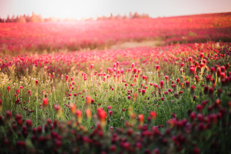 Blooming fields of red crimson clover - Trifolium incarnatum, summer meadow landscape. sunshine,...