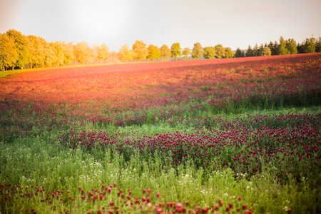 Blooming fields of red crimson clover - Trifolium incarnatum, summer meadow landscape. sunshine,...