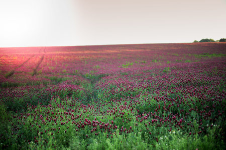 Blooming fields of red crimson clover - Trifolium incarnatum, summer meadow landscape. sunshine,...