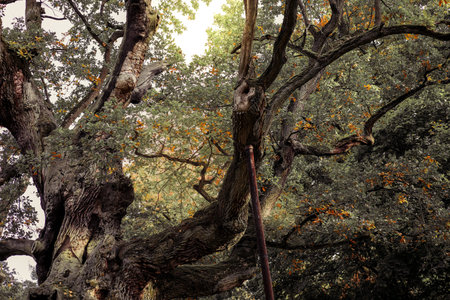 Old gnarled oak tree, autumn branches, natural background. Magical ancient oak tree