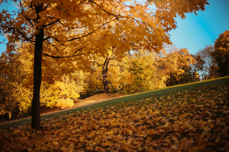 Autumn landscape with yellow trees. Amazing fall background with blue sky