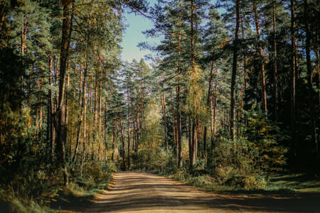Pine forest in sunlight. Mystical forest natural backgroundの写真素材