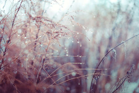 Vintage dry flowers closeup. Aesthetic toned nature landscape background. Winter design viewphotoの写真素材