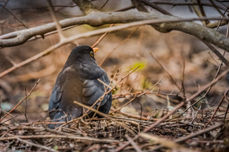Common Starling eating in dry grass