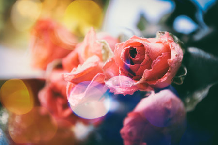 Delicate dry roses on an abstract background with bokeh. Aesthetic elegant floral texture