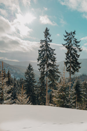 winter pine forest. Sunny nature snow landscape.