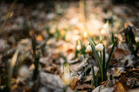 Glade of snowdrops among gloomy trees in the forest. The first white flowers in the woodland.の写真素材