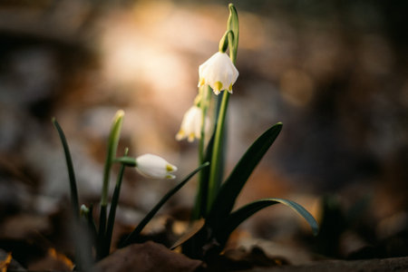 The first snowdrop flowers in the dry grass in the forest. Blurred background with selective focus