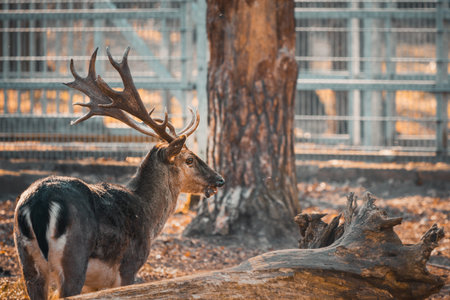Deer doe in a sunlight Capreolus capreolus.の写真素材