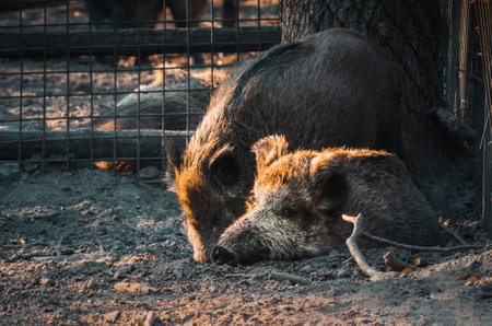 wild boat in an aviary. wild animal sceneryの写真素材
