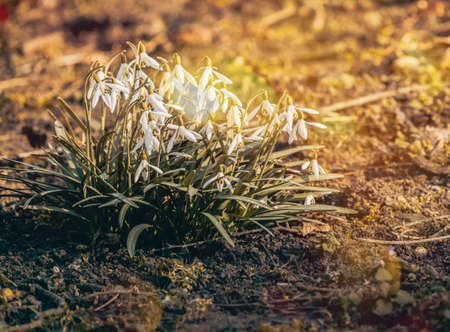 The first snowdrop flowers in the park. spring blurred backgroundの写真素材