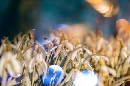 The first snowdrop flowers in the park. spring blurred backgroundの写真素材