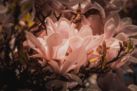 Close up of beautiful flowers of purple blooming magnolia. Spring bloom magnolia trees.の写真素材