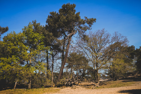 Desert and pine trees. National Park de Loonse en Drunense Duinen in Udenhout Netherland. bright...