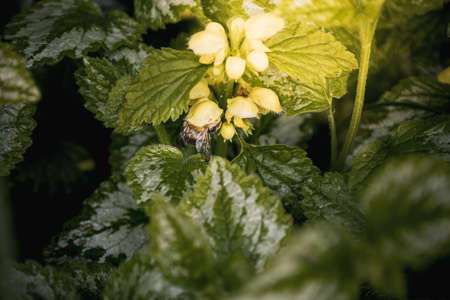 Yellow blooming nettle and bumblebee. Close-up of green leaves and yellow flowersの写真素材