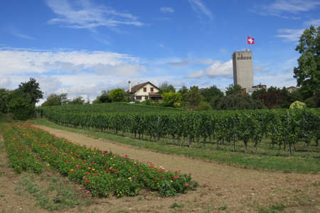 Vineyard near Lake Geneva and Swiss mountains, Switzerlandの写真素材
