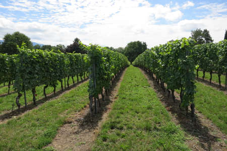Vineyard near Lake Geneva and Swiss mountains, Switzerlandの写真素材