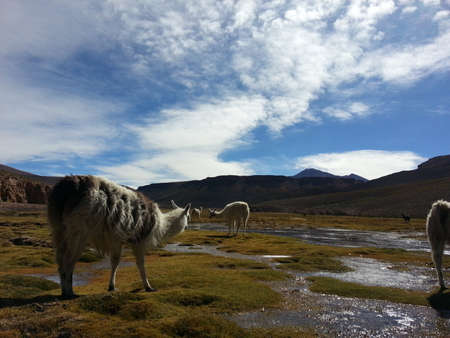 Lama eating in Bolivian Altiplano, South America.の写真素材