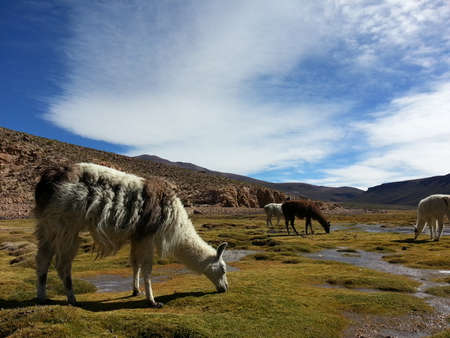 Lama in Bolivian Altiplano.の写真素材