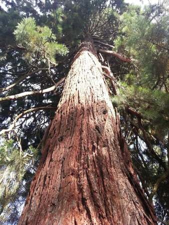 Giant Sequoia trunk detail in a national park