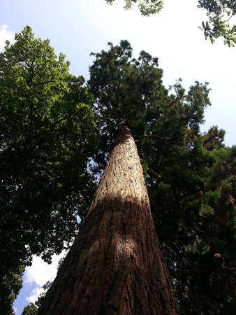 Giant Sequoia in a national parkの写真素材