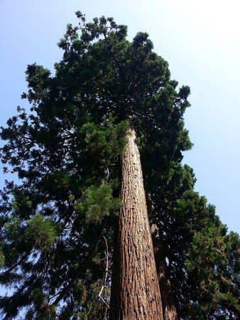 Giant Sequoia in a national parkの写真素材
