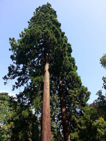 Giant Sequoia in a national parkの写真素材