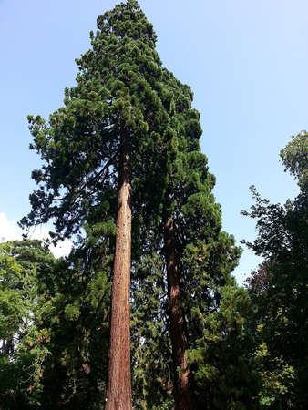 Giant Sequoia in a national parkの写真素材