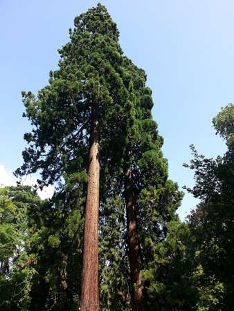 Giant Sequoia in a national parkの写真素材