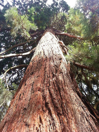 Giant Sequoia trunk detail in a national parkの写真素材
