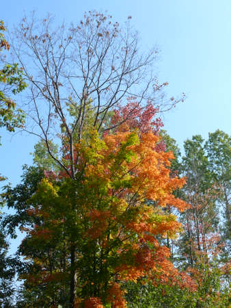 Autumn colors in Ontario, Canadaの写真素材