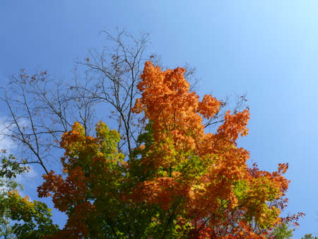 Autumn colors in Ontario, Canadaの写真素材