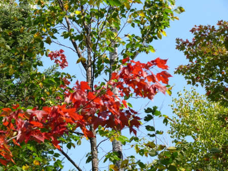 Autumn colors in Ontario, Canadaの写真素材