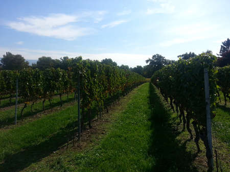 Vineyard near Lake Geneva and Swiss mountains, Switzerlandの写真素材