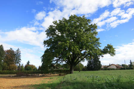 Oak tree near Leman Lake, french alps.の写真素材