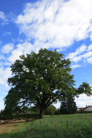 Oak tree near Leman Lake, french alps.の写真素材