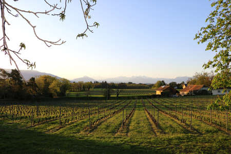 Vineyards in Switzerland, facing Mont Blanc.の写真素材