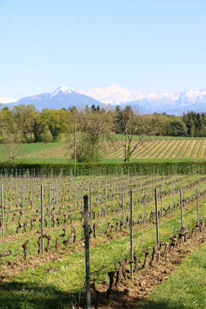 Vineyards in Switzerland, facing Mont Blanc.の写真素材