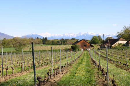 Vineyards in Switzerland, facing Mont Blanc.の写真素材