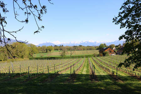 Vineyards in Switzerland, facing Mont Blanc.の写真素材