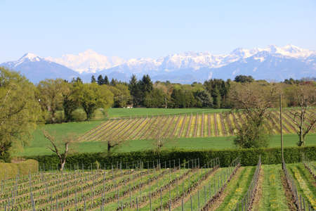 Vineyards in Switzerland, facing Mont Blanc.の写真素材
